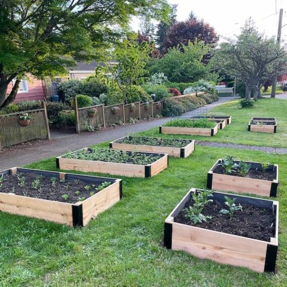 a yard with many raised garden beds made from cedar fence pickets