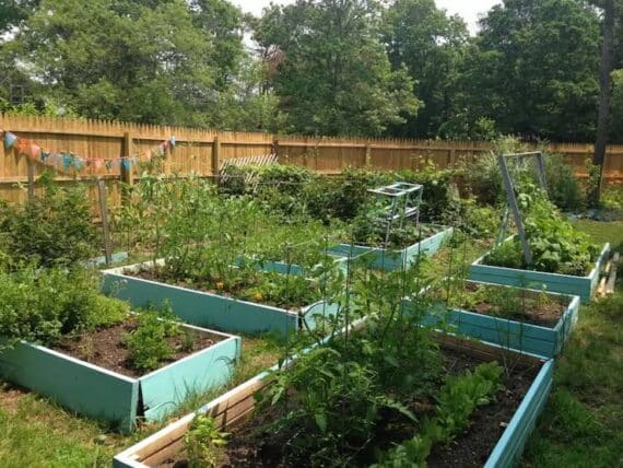 blue painted garden beds