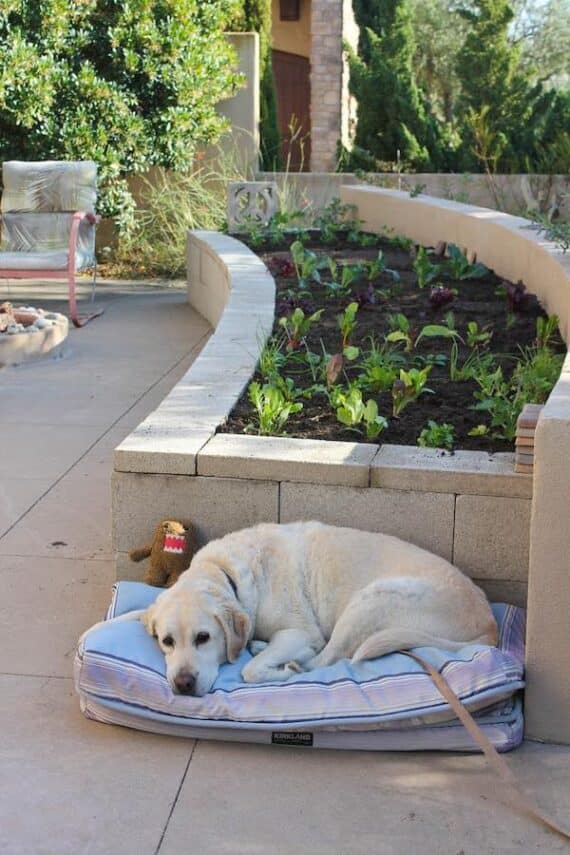 large, somewhat curved, cinderblock garden bed on a patio