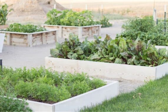 various sizes of raised garden beds made from fir boards