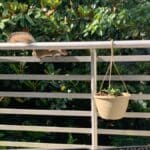 squirrel on a railing about to get into a potted plant