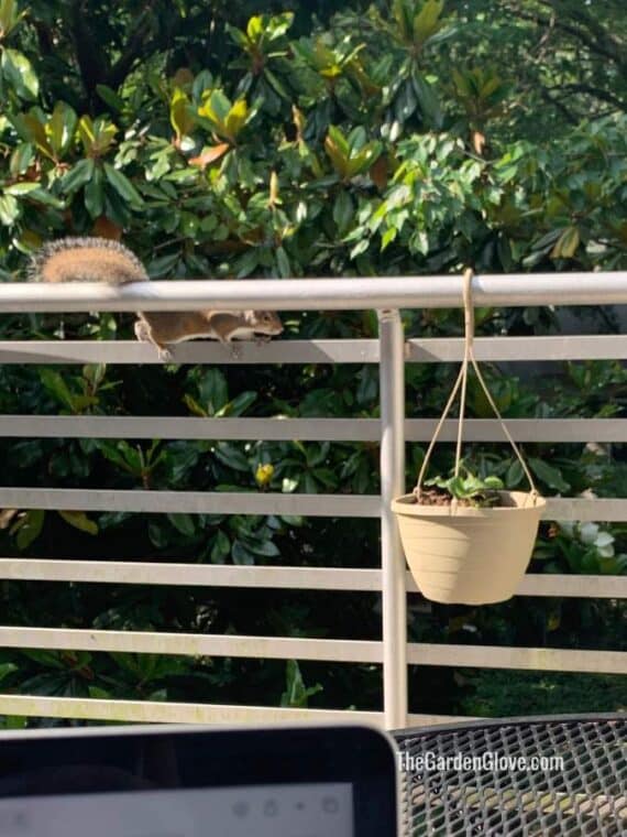 squirrel on a railing about to get into a potted plant