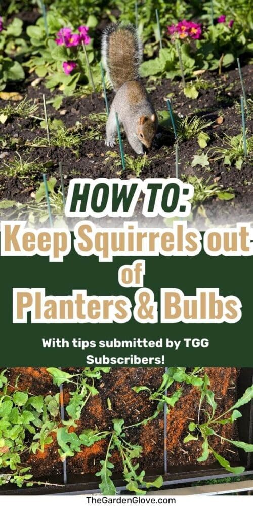 how to keep squirrels out of your garden, potted plants, and bulbs with tips submitted by TGG subscribers