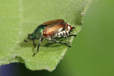 Japanese beetle close up