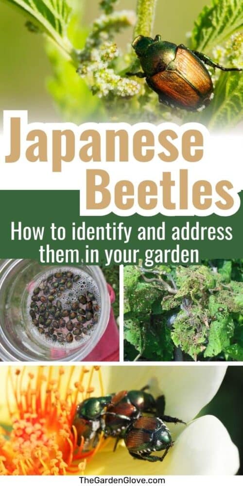 collage of Japanese beetle photos