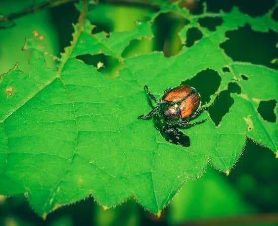 Japanese beetle on a leaf