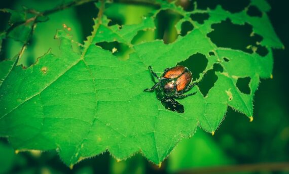 Japanese beetle on a leaf