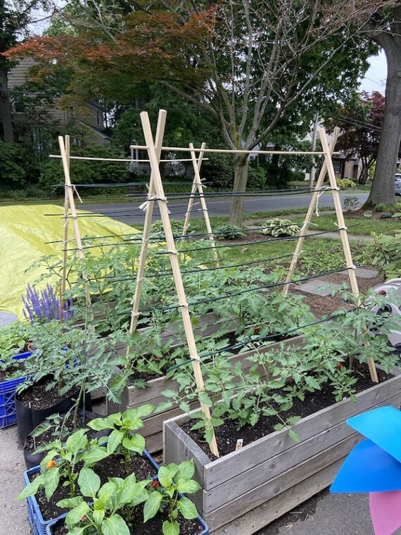 tomato plants in a diy trellis system