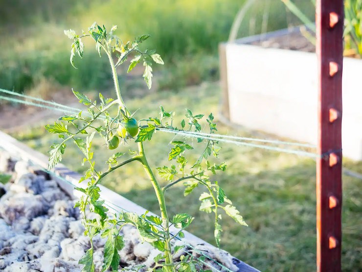 small tomato plant growing in a florida weave setup