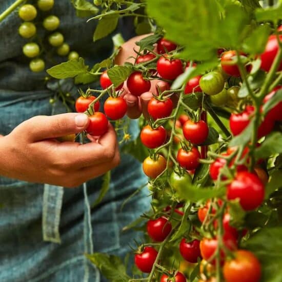 gardener picking ripe cherry tomatoes off the vine