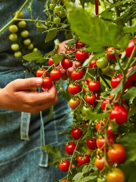 gardener picking ripe cherry tomatoes off the vine