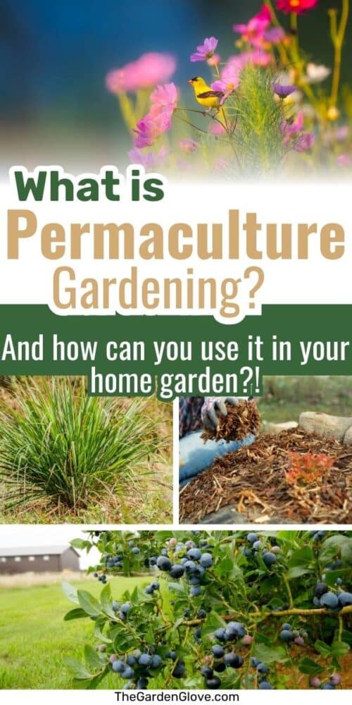 collage of photos pertaining to permaculture gardening